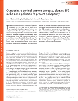 Ovastacin, a Cortical Granule Protease, Cleaves ZP2 in the Zona Pellucida to Prevent Polyspermy