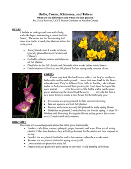 Bulbs, Corms, Rhizomes, and Tubers What Are the Differences and When Are They Planted? By: Stacy Ryerson, UCCE Master Gardener of Amador County