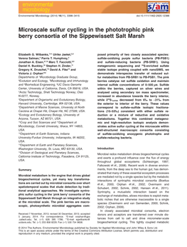 Microscale Sulfur Cycling in the Phototrophic Pink Berry Consortia of the Sippewissett Salt Marsh