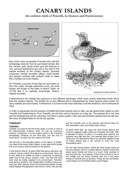 CANARY ISLANDS the Endemic Birds of Tenerife, La Gomera and Fuerteventura