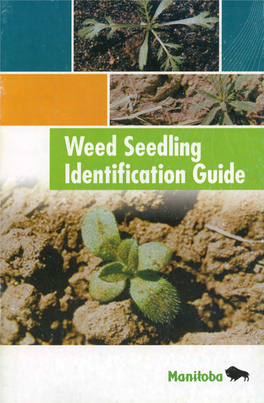 Weed Seedling Identification Guide