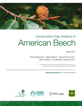 American Beech