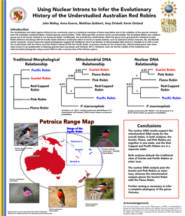 Petroica Boodang) with the Pacific Robin (Petroica Multicolor) Which Is Found on Nearby Islands, Such As Solomons Island, Vanuatu, Fiji, and Norfolk Island