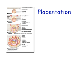 18. Placentation 2008