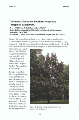 The Insect Fauna on Southern Magnolia (Magnolia Grandiflora) P