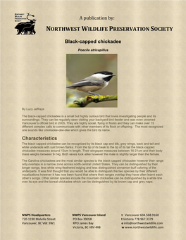 Black-Capped-Chickadee.Pdf