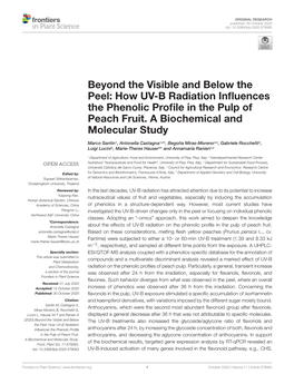 Beyond the Visible and Below the Peel: How UV-B Radiation Inﬂuences the Phenolic Proﬁle in the Pulp of Peach Fruit