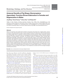 Antennal Sensilla of Fig Wasps (Hymenoptera: Agaonidae): Function-Driven Elaboration in Females and Degeneration in Males