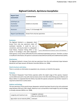 Bighead Catshark, Apristurus Bucephalus