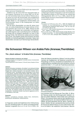 Die Schwarzen Witwen Von Arabia Felix (Araneaetheridiidae)