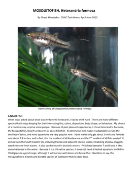 MOSQUITOFISH, Heterandria Formosa