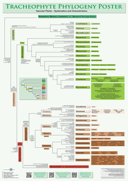 Vascular Plants – Systematics and Characteristics