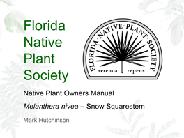 Melanthera Nivea – Snow Squarestem