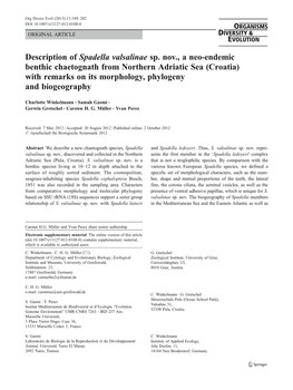 Description of Spadella Valsalinae Sp. Nov., a Neo-Endemic Benthic