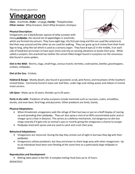 Vinegaroon Class: Arachnida