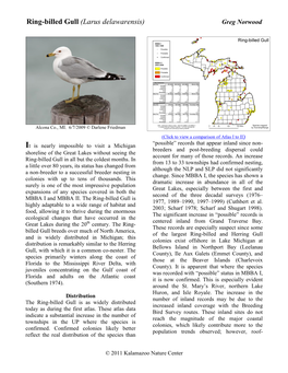 Ring-Billed Gull (Larus Delawarensis) Greg Norwood