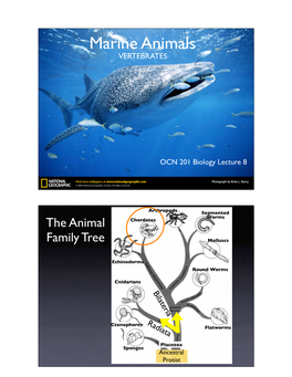 Marine Animals VERTEBRATES