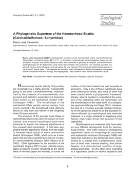 A Phylogenetic Supertree of the Hammerhead Sharks