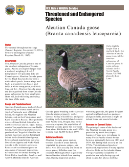 Aleutian Canada Goose (Branta Canadensis Leucopareia)