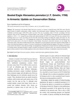 Booted Eagle Hieraaetus Pennatus (J