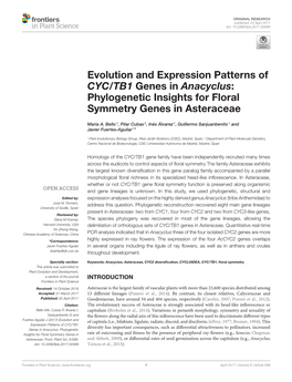 Evolution and Expression Patterns of CYC/TB1 Genes in Anacyclus: Phylogenetic Insights for Floral Symmetry Genes in Asteraceae