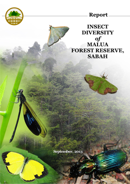 INSECT DIVERSITY of MALUA FOREST RESERVE, SABAH