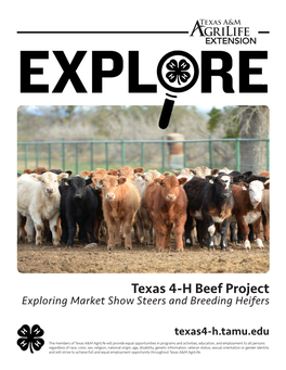 Texas 4-H Beef Project Exploring Market Show Steers and Breeding Heifers