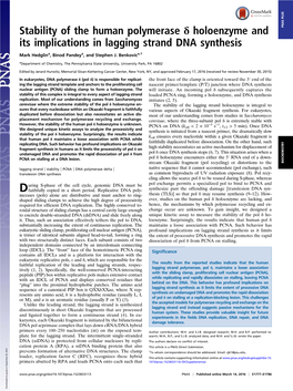 Stability of the Human Polymerase Δ Holoenzyme and Its Implications in Lagging Strand DNA Synthesis