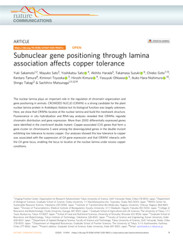 Subnuclear Gene Positioning Through Lamina Association Affects Copper Tolerance