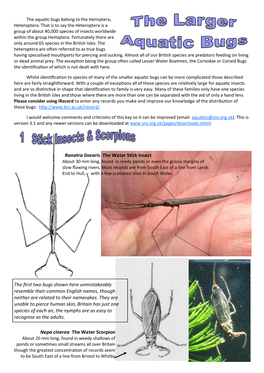 Ranatra Linearis the Water Stick Insect Nepa Cinerea the Water