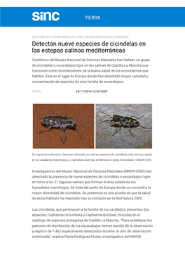 Detectan Nueve Especies De Cicindelas En Las Estepas Salinas Mediterráneas