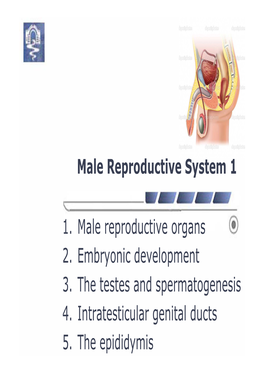 Male Reproductive System 1