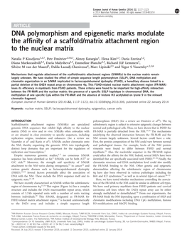 DNA Polymorphism and Epigenetic Marks Modulate the Affinity of a Scaffold&Sol;Matrix Attachment Region to the Nuclear Matrix