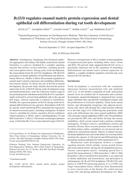 Bcl11b Regulates Enamel Matrix Protein Expression and Dental Epithelial Cell Differentiation During Rat Tooth Development