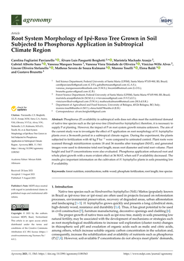 Root System Morphology of Ipê-Roxo Tree Grown in Soil Subjected to Phosphorus Application in Subtropical Climate Region