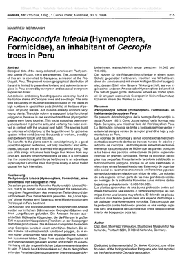 Pachycondyla Luteola (Hymenoptera, Formicidae), an Inhabitant of Cecropia Trees in Peru