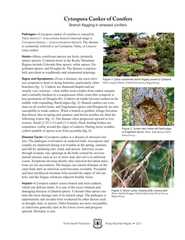 Cytospora Canker of Conifers Branch Flagging in Stressed Conifers