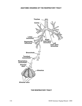 Respiratory Tract and Thorax