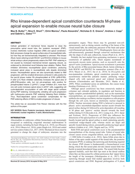 Rho Kinase-Dependent Apical Constriction Counteracts M-Phase Apical Expansion to Enable Mouse Neural Tube Closure Max B