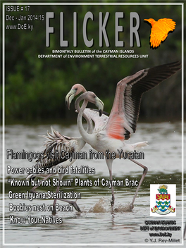 BIMONTHLY BULLETIN of the CAYMAN ISLANDS DEPARTMENT of ENVIRONMENT TERRESTRIAL RESOURCES UNIT Flamingoes Visit Cayman from the Yucatan