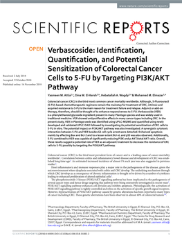 Verbascoside: Identification, Quantification, and Potential