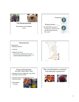 The Deuterostomes Deuterostomes Why Are Echinoderms Considered