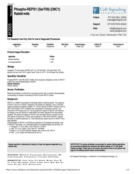 12005 Phospho-REPS1 (Ser709) (D8C1) Rabbit Mab