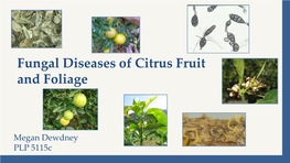 Fungal Diseases of Citrus Fruit and Foliage