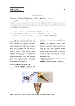 First Record of the Fruit Fly Urophora Vera (Dip.: Tephritidae) from Iran