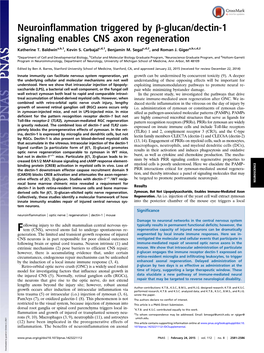 Neuroinflammation Triggered by Β-Glucan/Dectin-1 Signaling Enables CNS Axon Regeneration