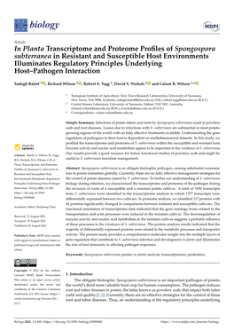 In Planta Transcriptome and Proteome Profiles of Spongospora