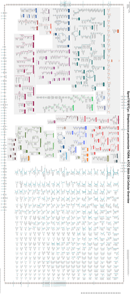 Generated by SRI International Pathway Tools Version 25.0, Authors S