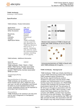 TANK Antibody Catalog # ASC10444