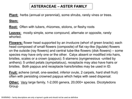 Asteraceae – Aster Family